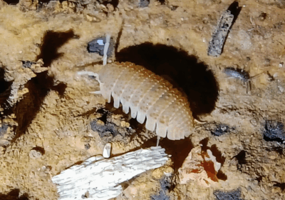 Iberiarmadillidium