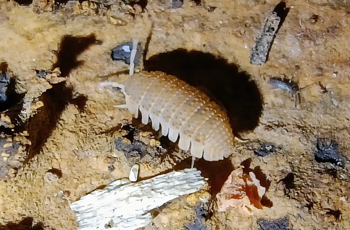 Iberiarmadillidium psammophilum