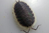 Porcellio Werneri