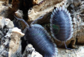 Porcellio Werneri