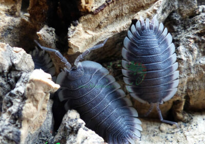 Porcellio-Werneri-Blapticas-2