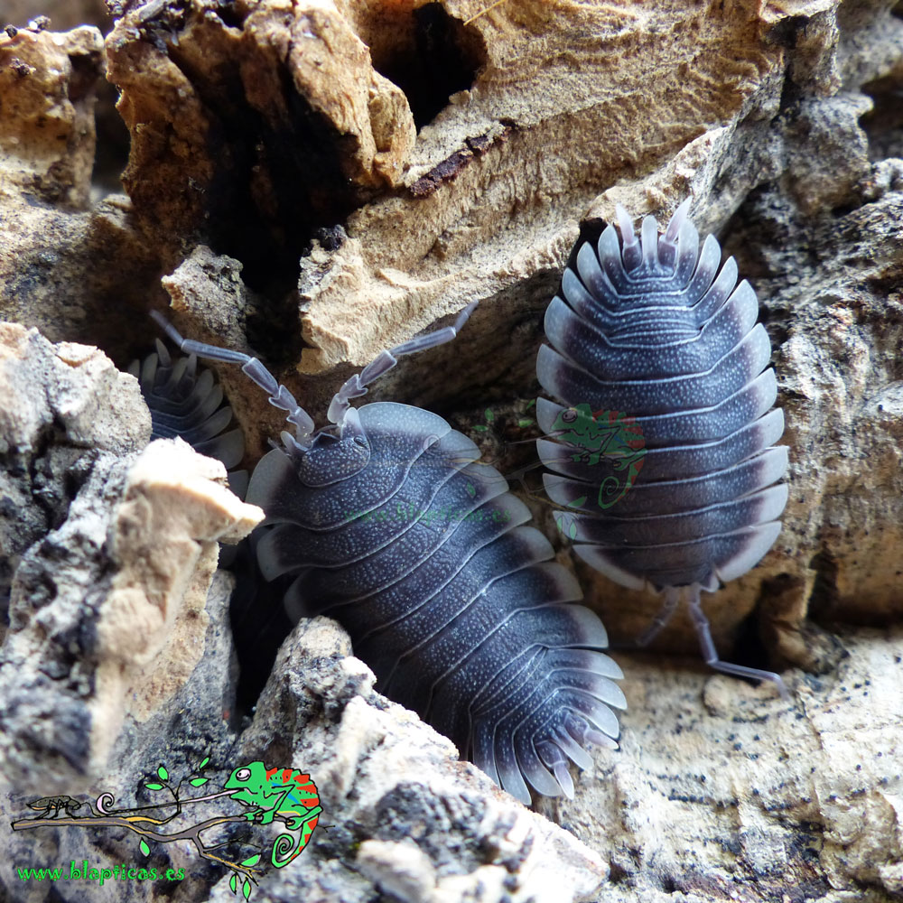 Porcellio Werneri