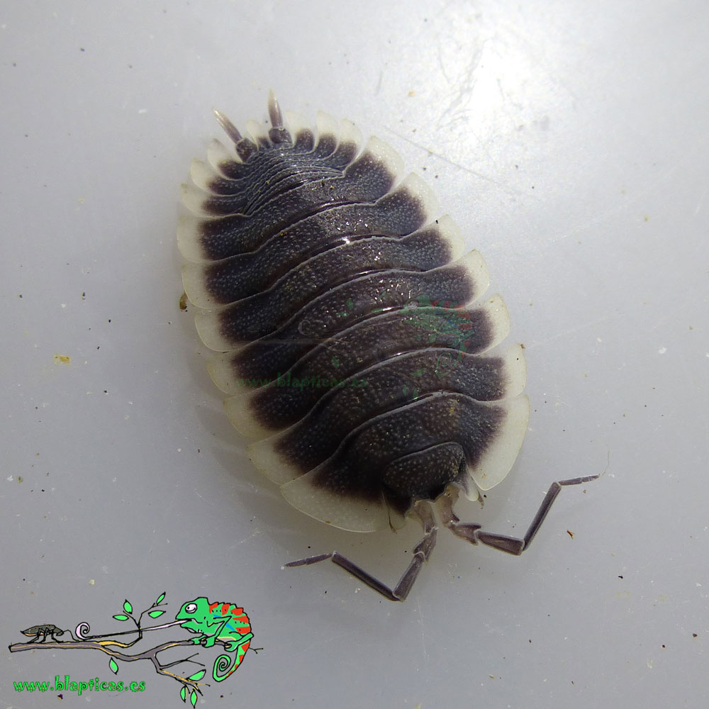 Porcellio Werneri