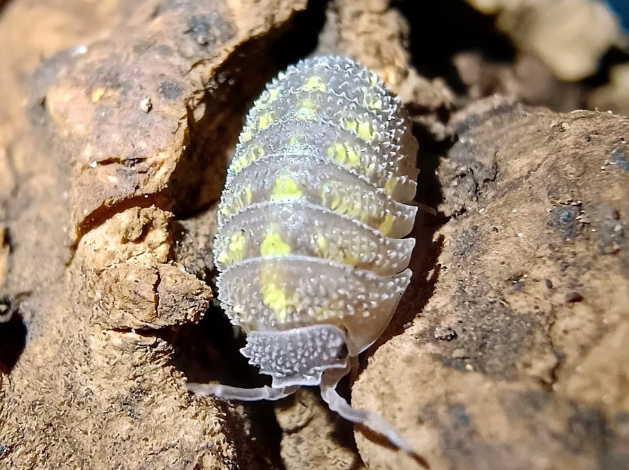 Armadillidium beieri