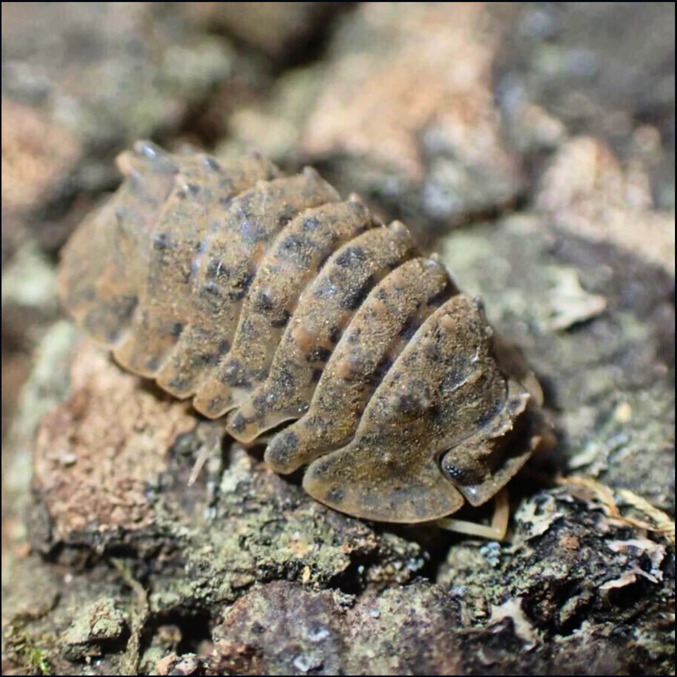 Armadillidae sp. “Crocodillo”
