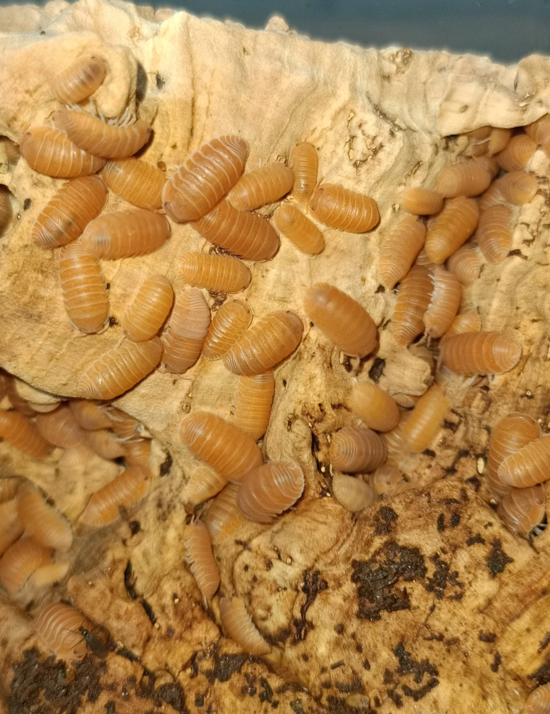 Cubaris murina “Mandarin”