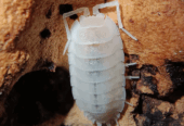 Porcellio hoffmannseggii “Yeti”