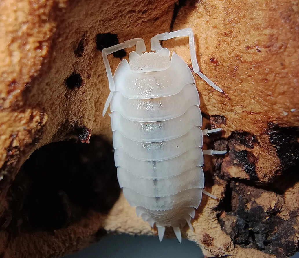 Porcellio hoffmannseggii “Yeti”
