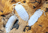 Porcellio hoffmannseggii “Yeti”