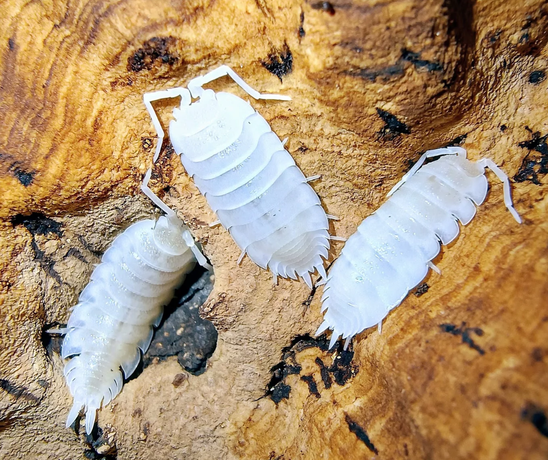 Porcellio hoffmannseggii “Yeti”