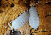 Porcellio hoffmannseggii “Yeti”