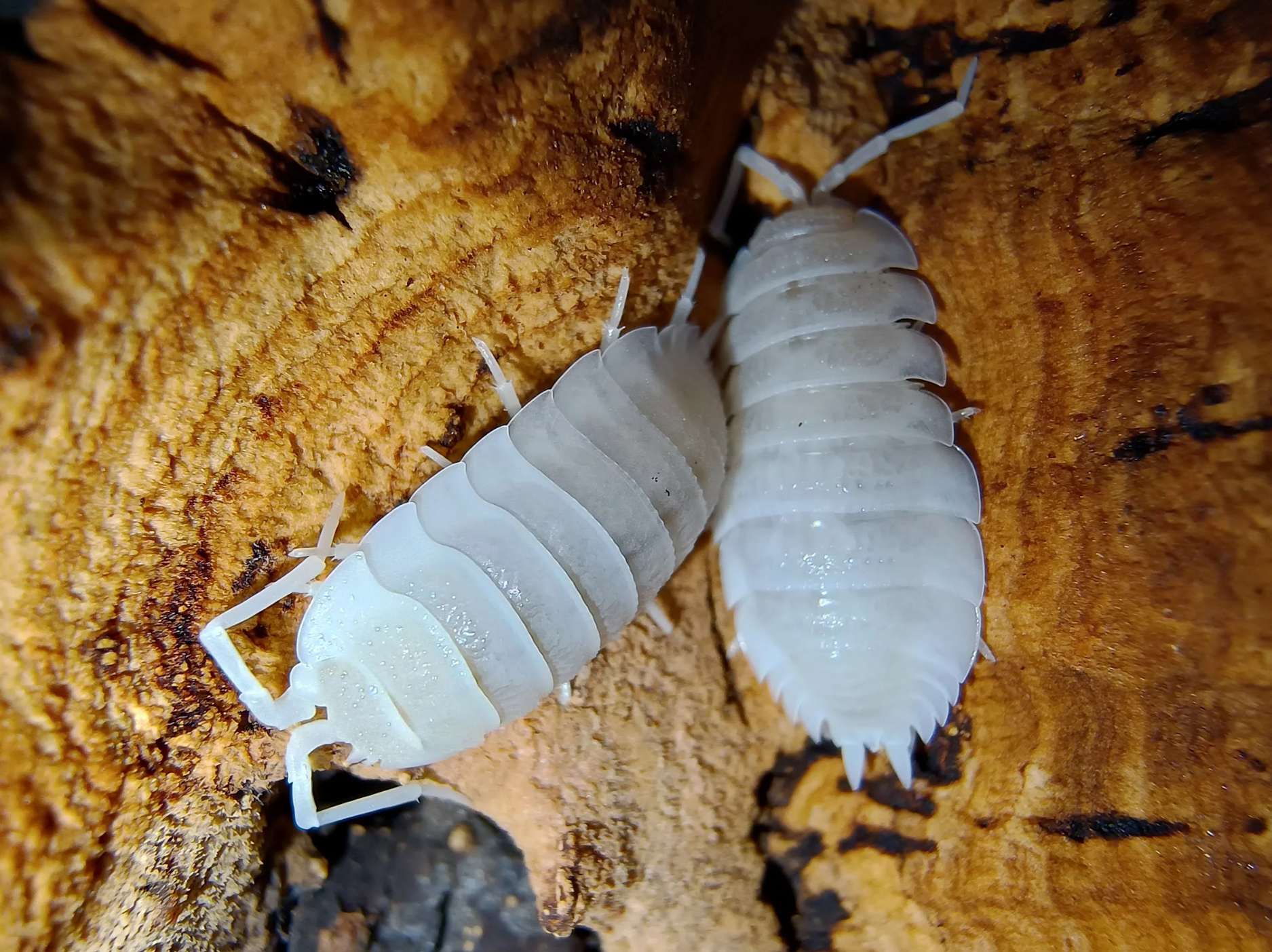 Porcellio hoffmannseggii “Yeti”