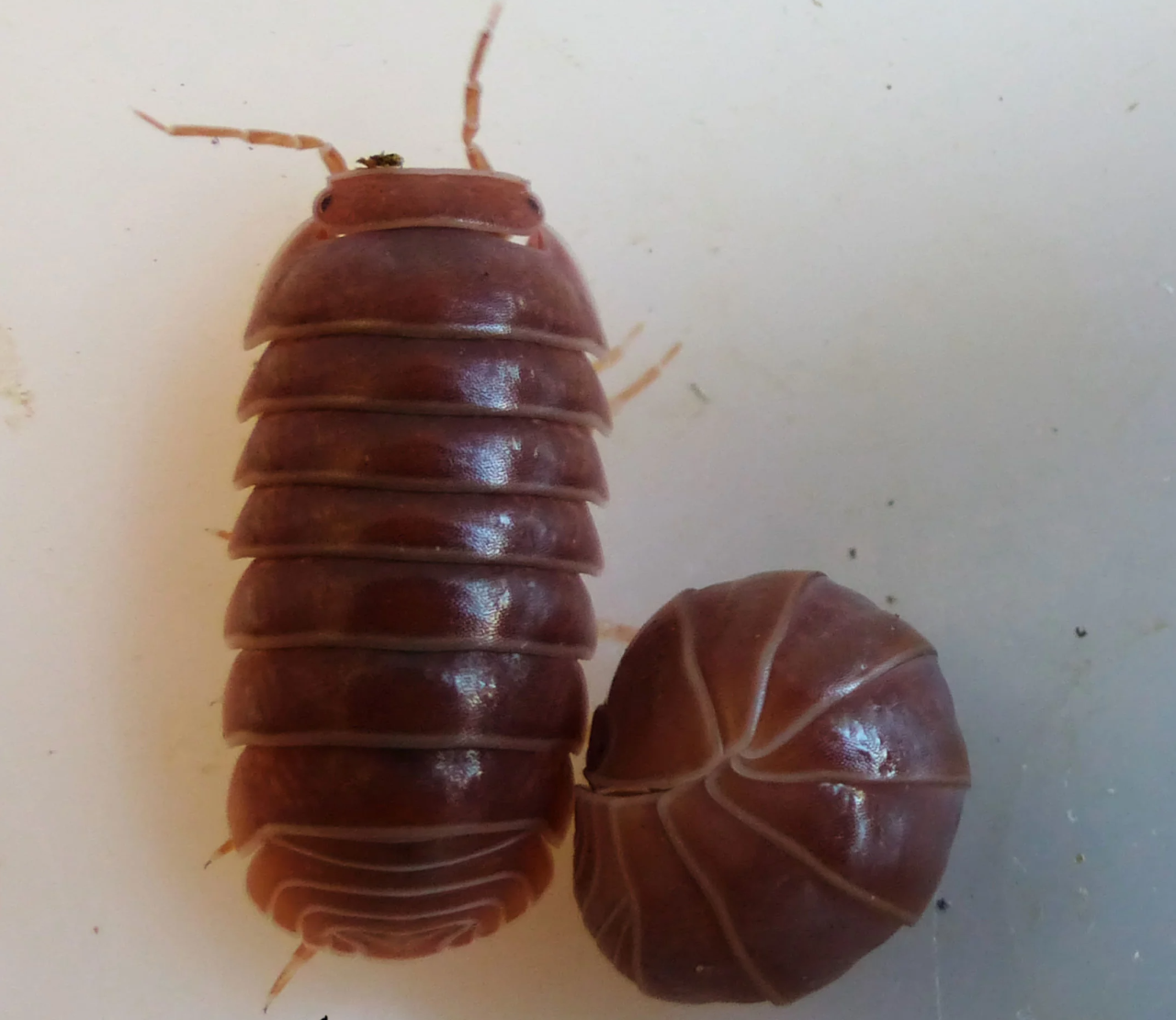 Armadillo officinalis “Brick Red”