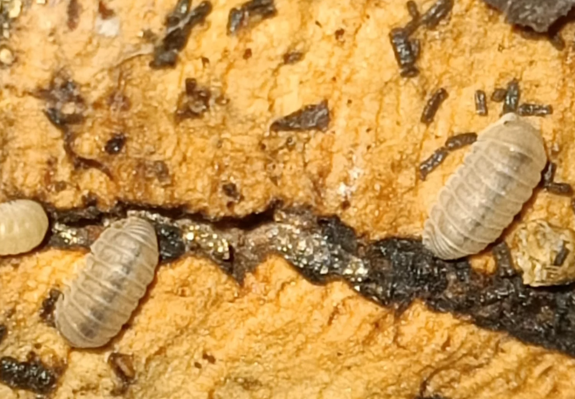 Cristarmadillidium breuili