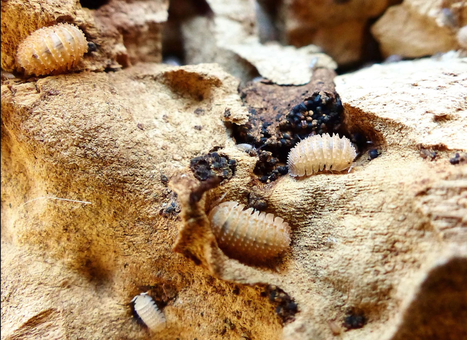 Cristarmadillidium muricatum