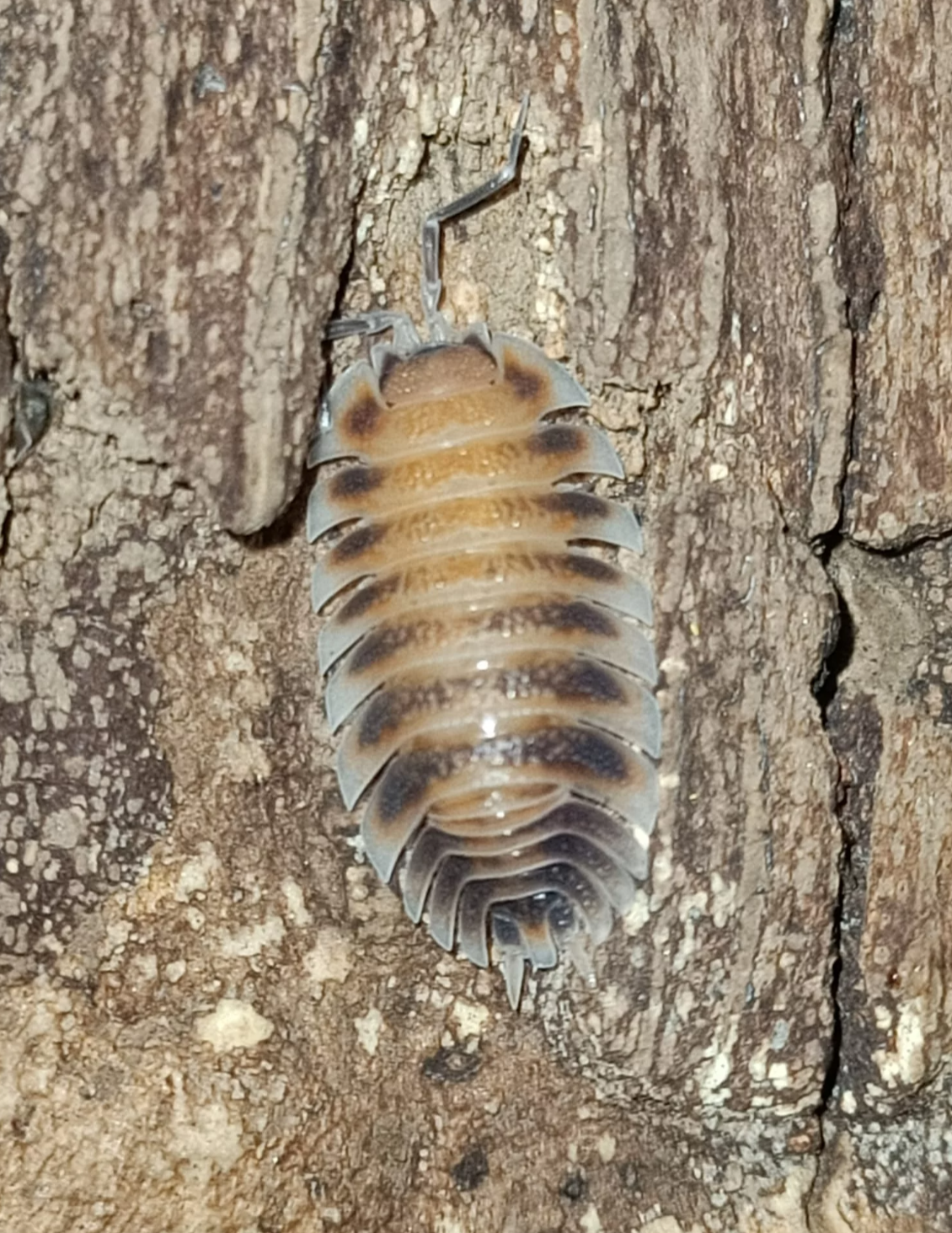 Porcellio cilicius