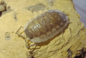 Oniscus asellus “Yellow”