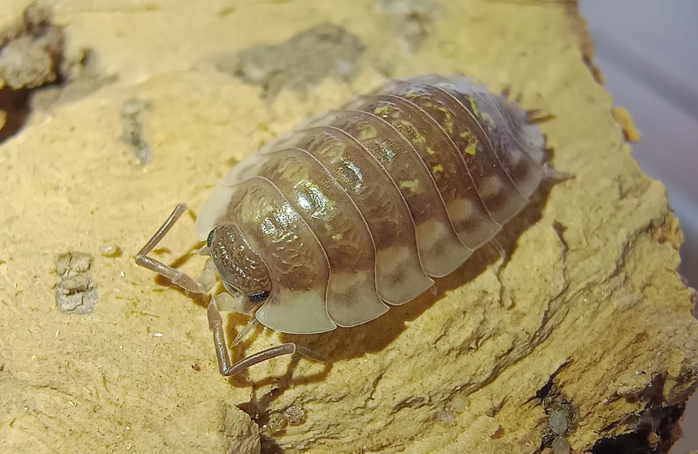 Oniscus asellus “Yellow”
