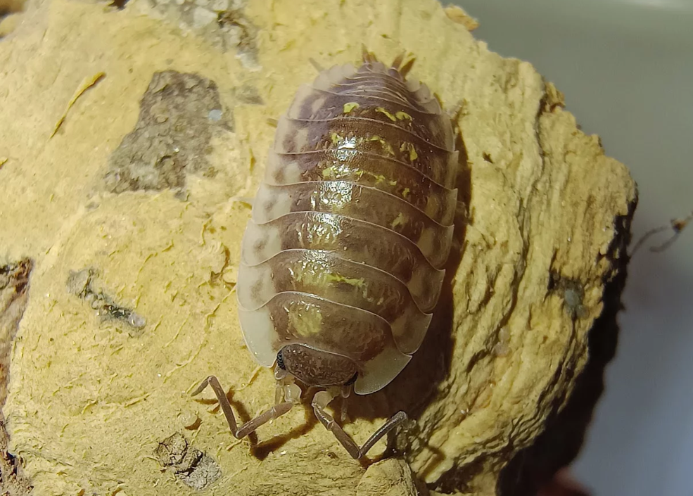 Oniscus asellus “Yellow”