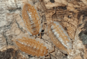 Oniscus asellus “Orange”