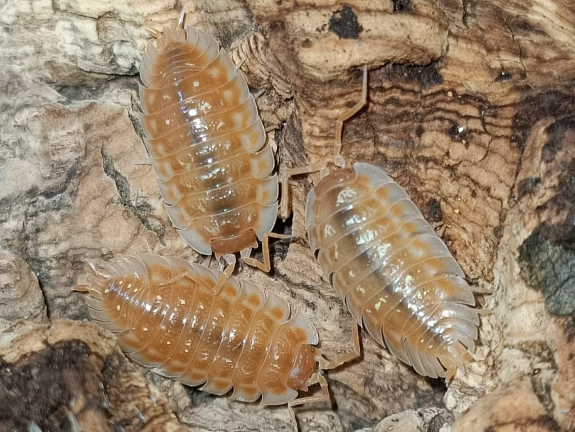 Oniscus asellus “Orange”