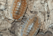 Oniscus asellus “Orange”