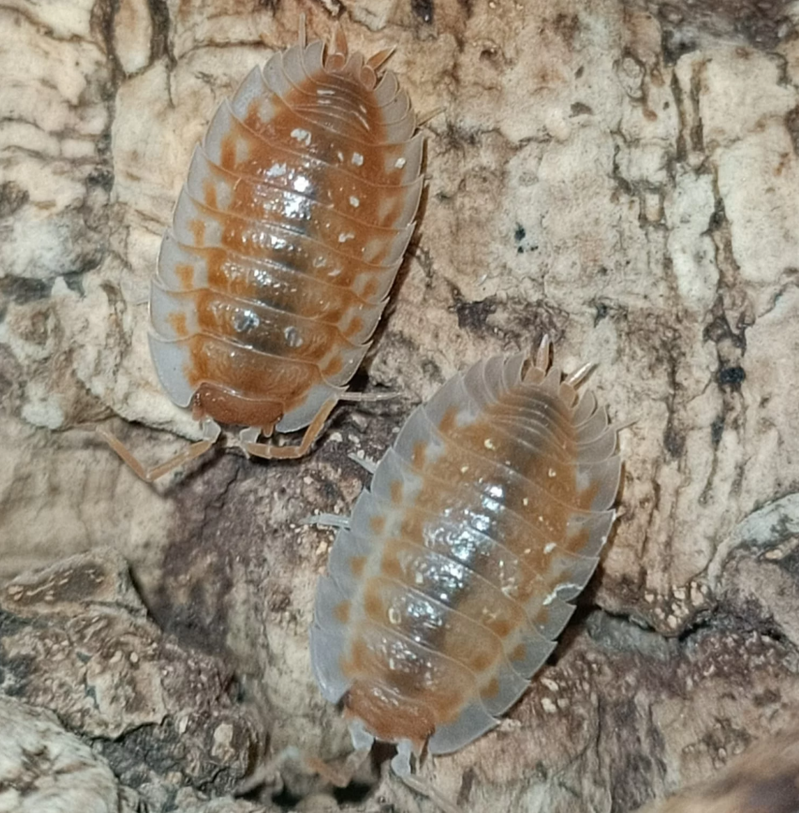 Oniscus asellus “Orange”