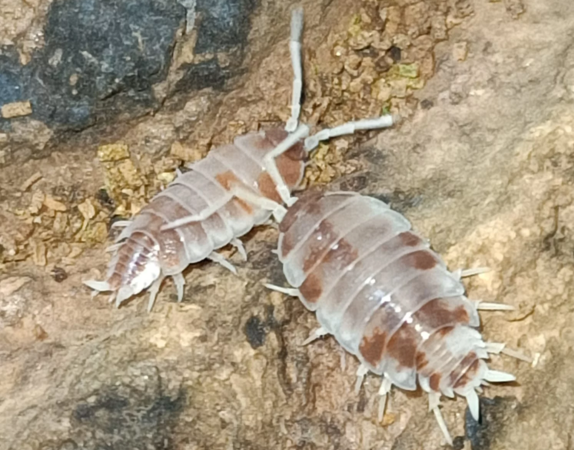 Porcellionides pruinosus “Orange Dalmatian”