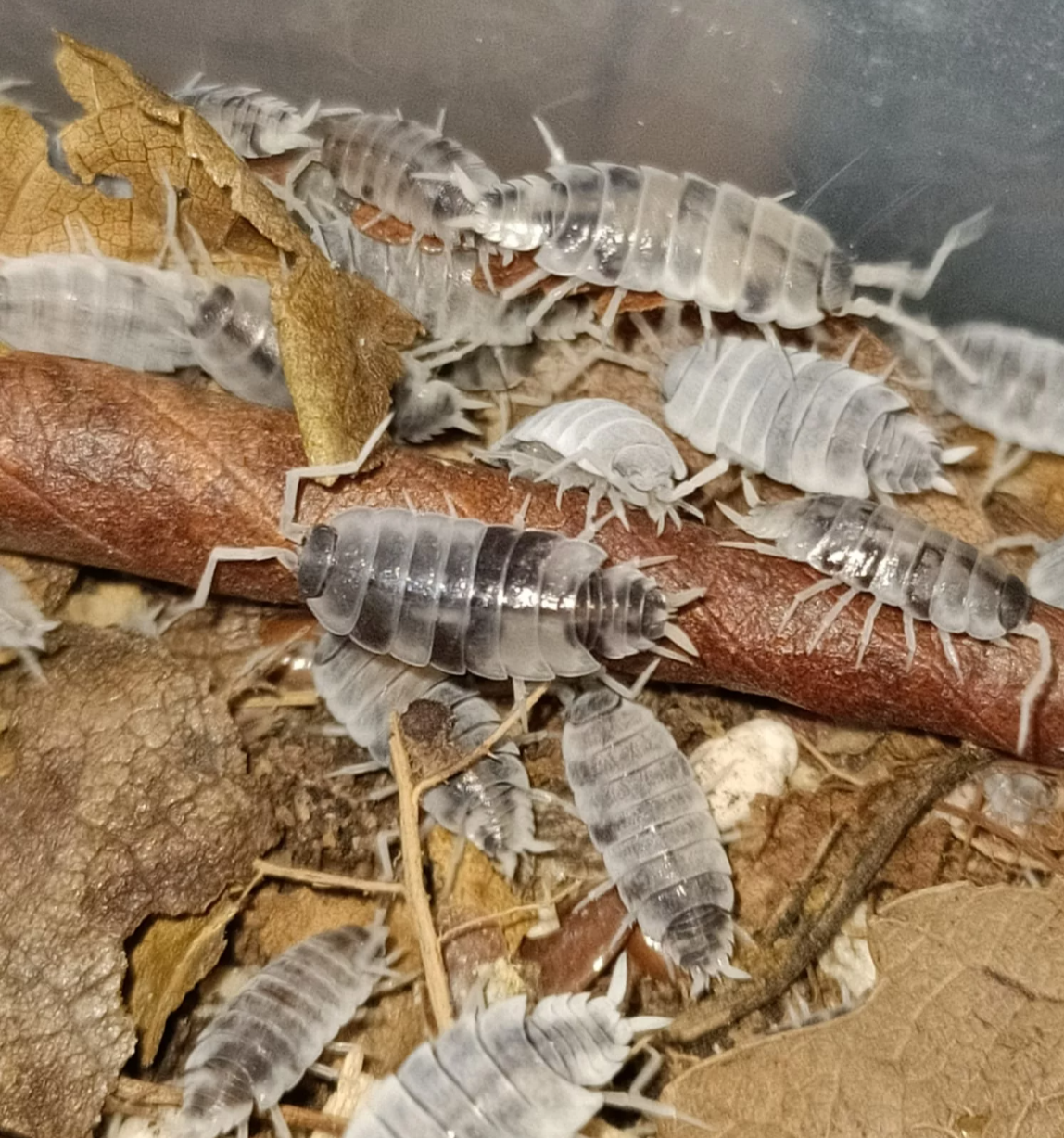 Porcellionides pruinosus “Oreo Crumble”