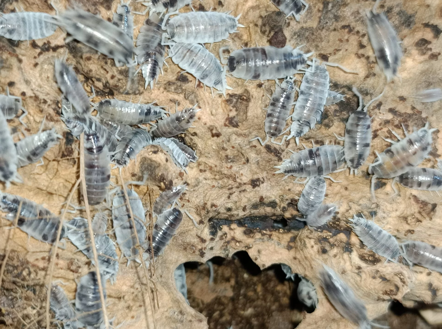 Porcellionides pruinosus “Oreo Crumble”