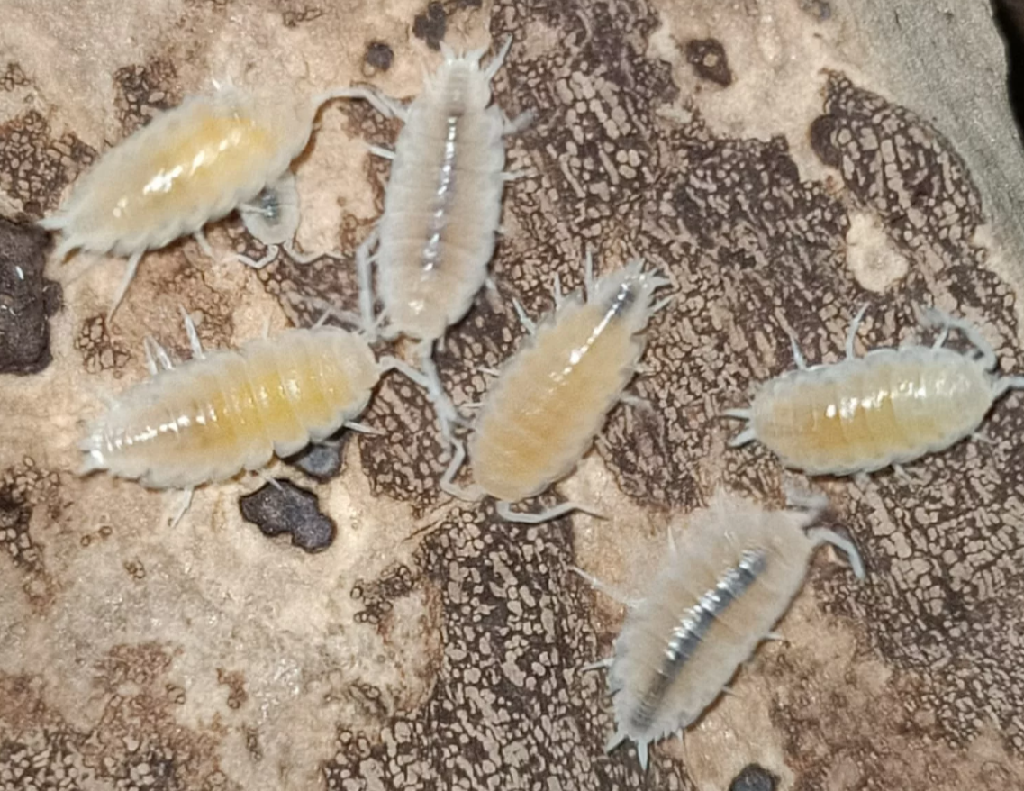 Porcellionides pruinosus “White Out”