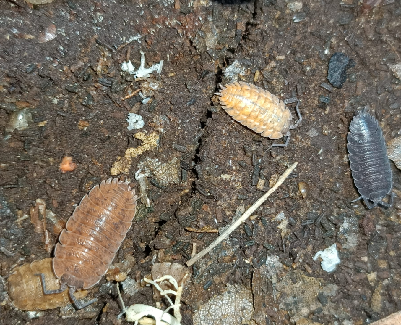 Trachelipus mostarensis