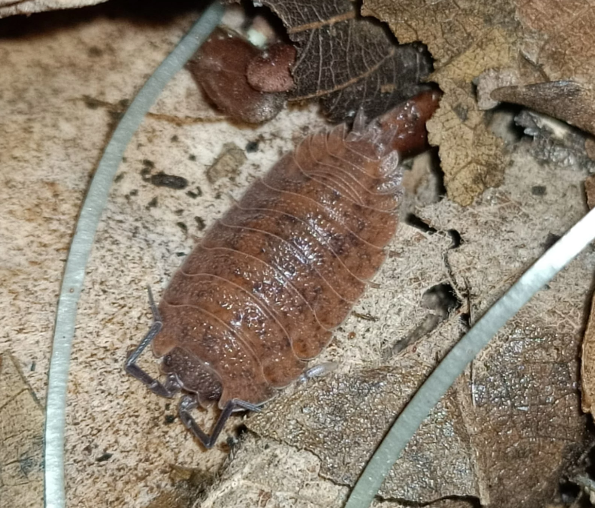 Trachelipus mostarensis