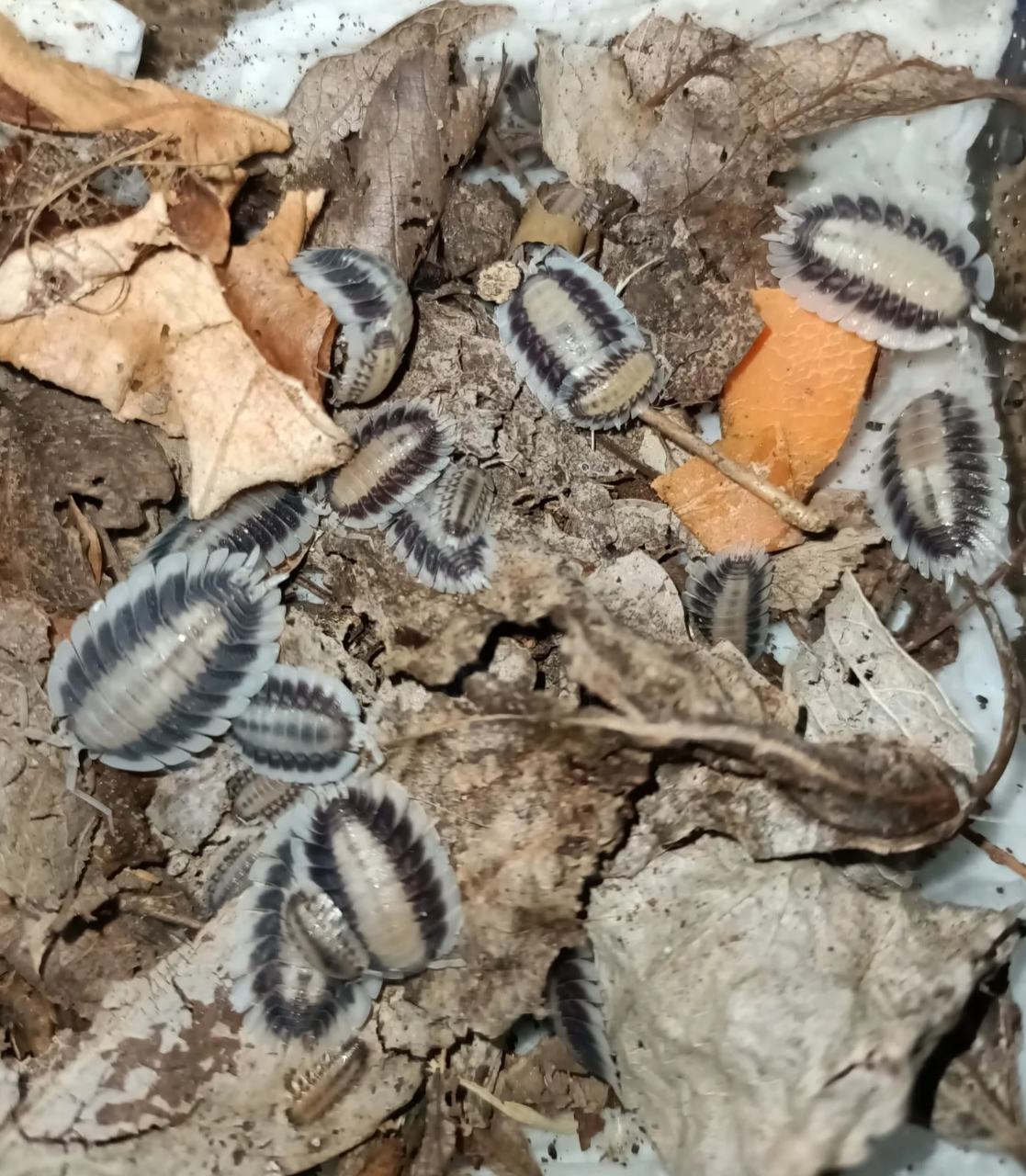 Porcellio werneri “Silverback”
