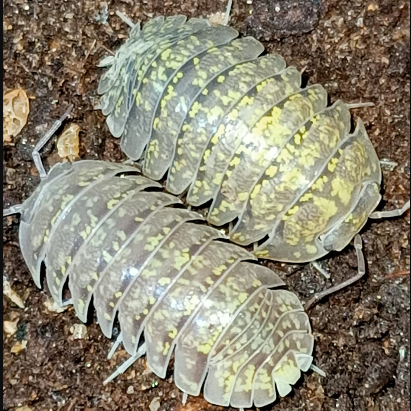 Armadillidium ameglioi