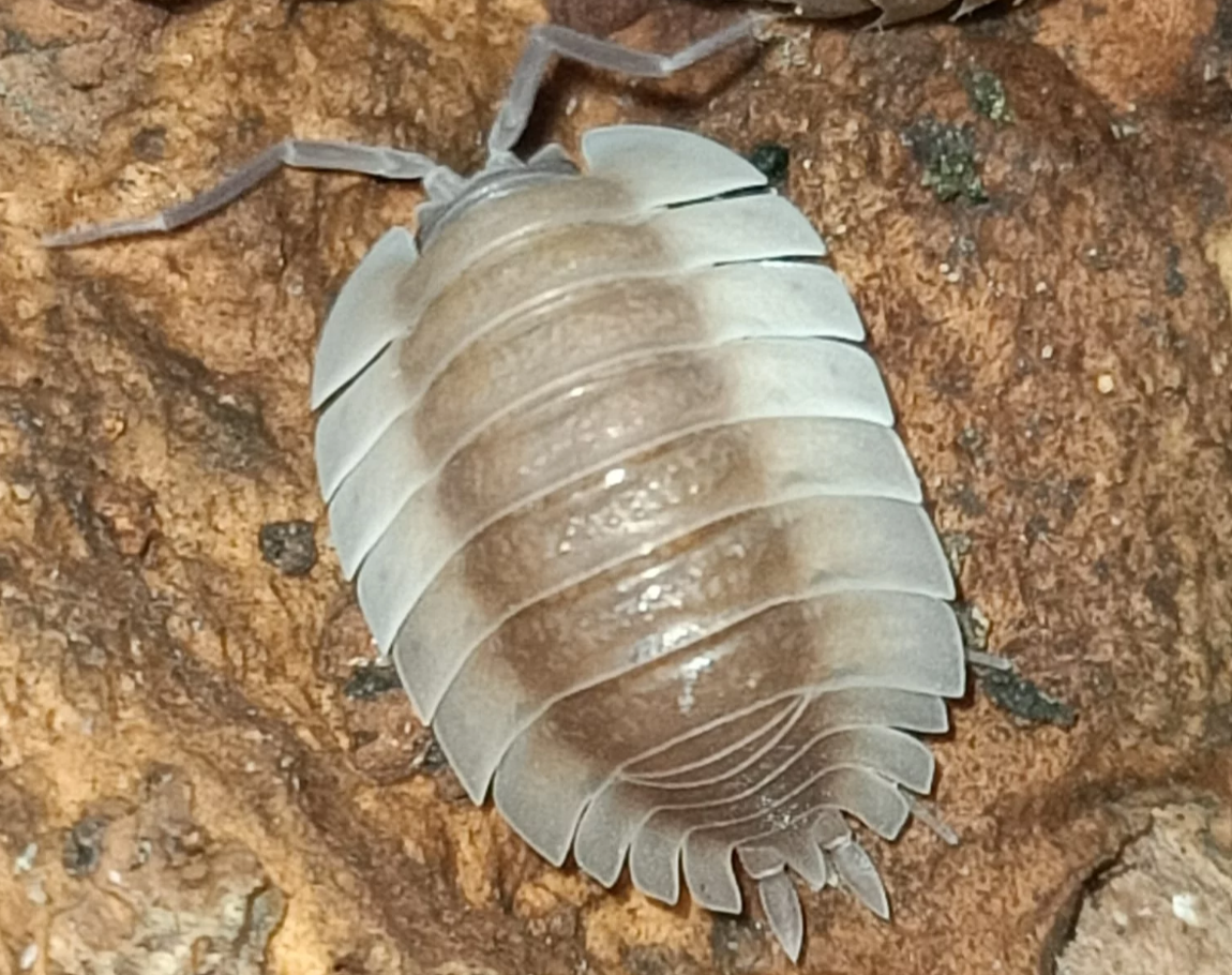 Trachelipus trilobatus