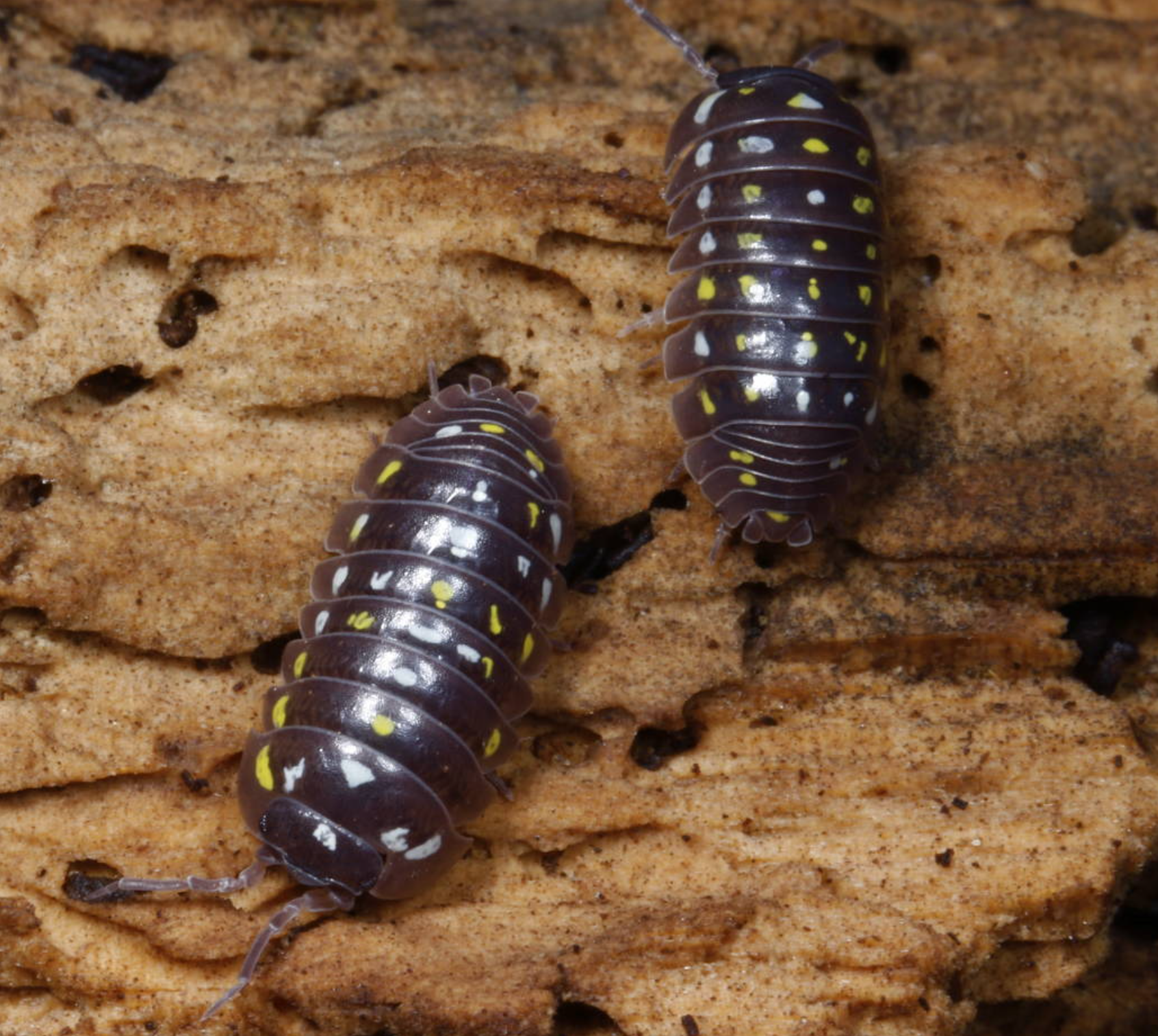 Armadillidium frontetriangulum “Corfu”