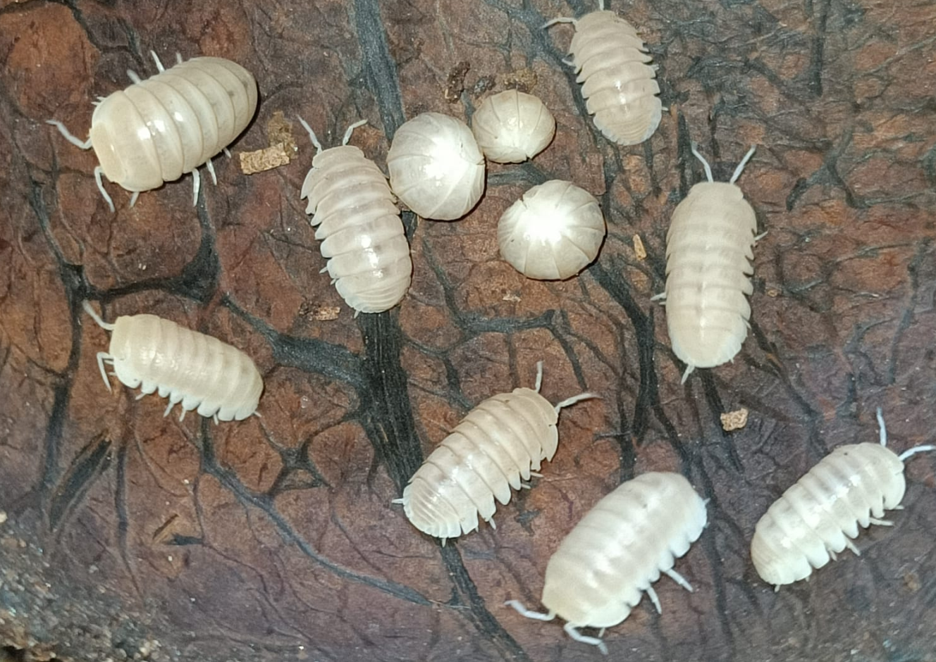 Armadillo officinalis “White Pina”