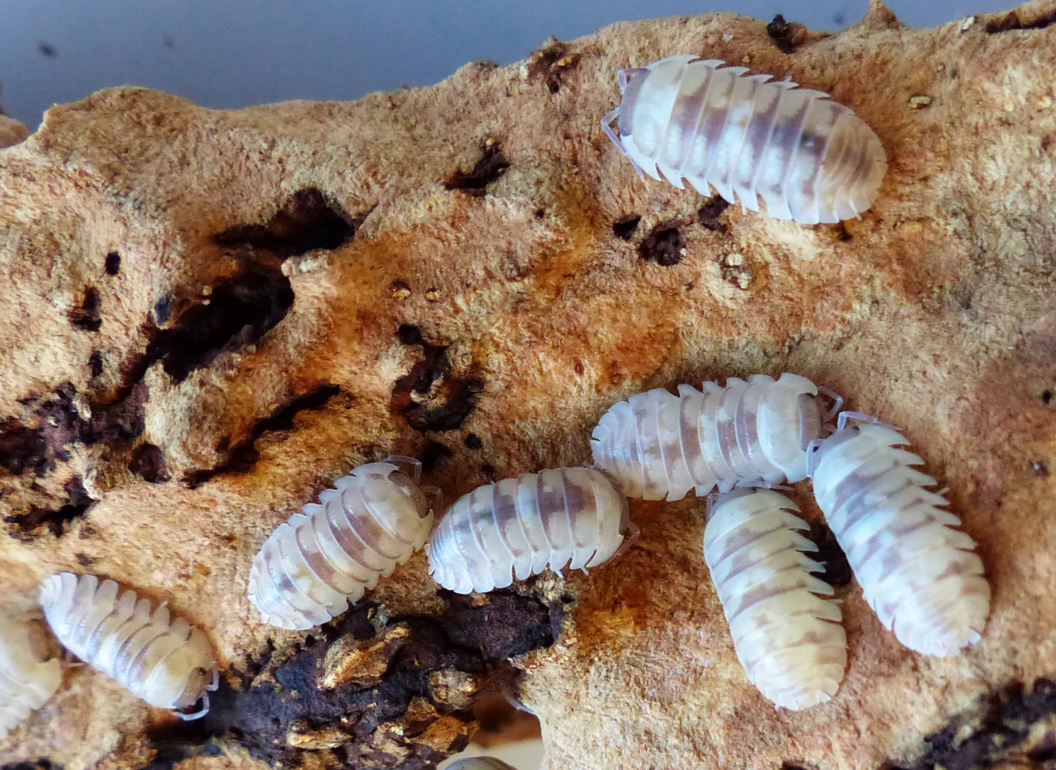 Armadillidium espanyoli “Marbleized”