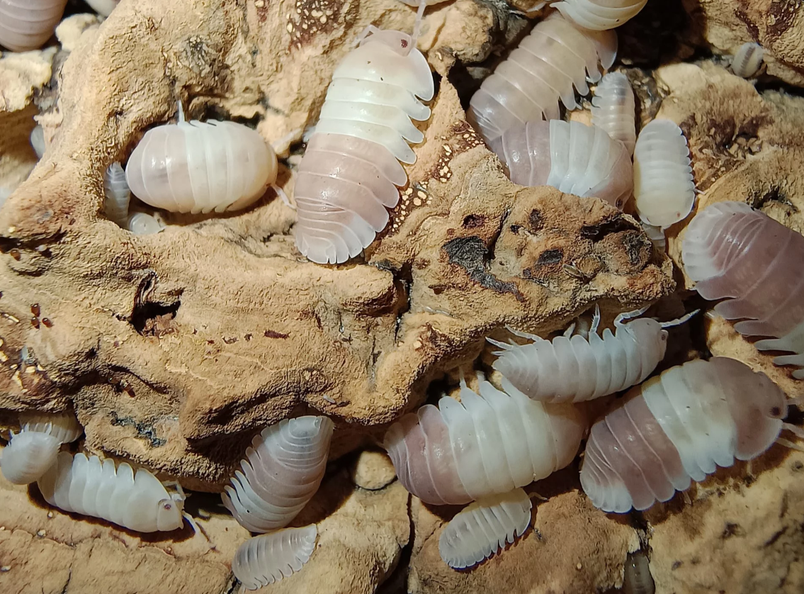 Cubaris sp. “Pink Panda King”