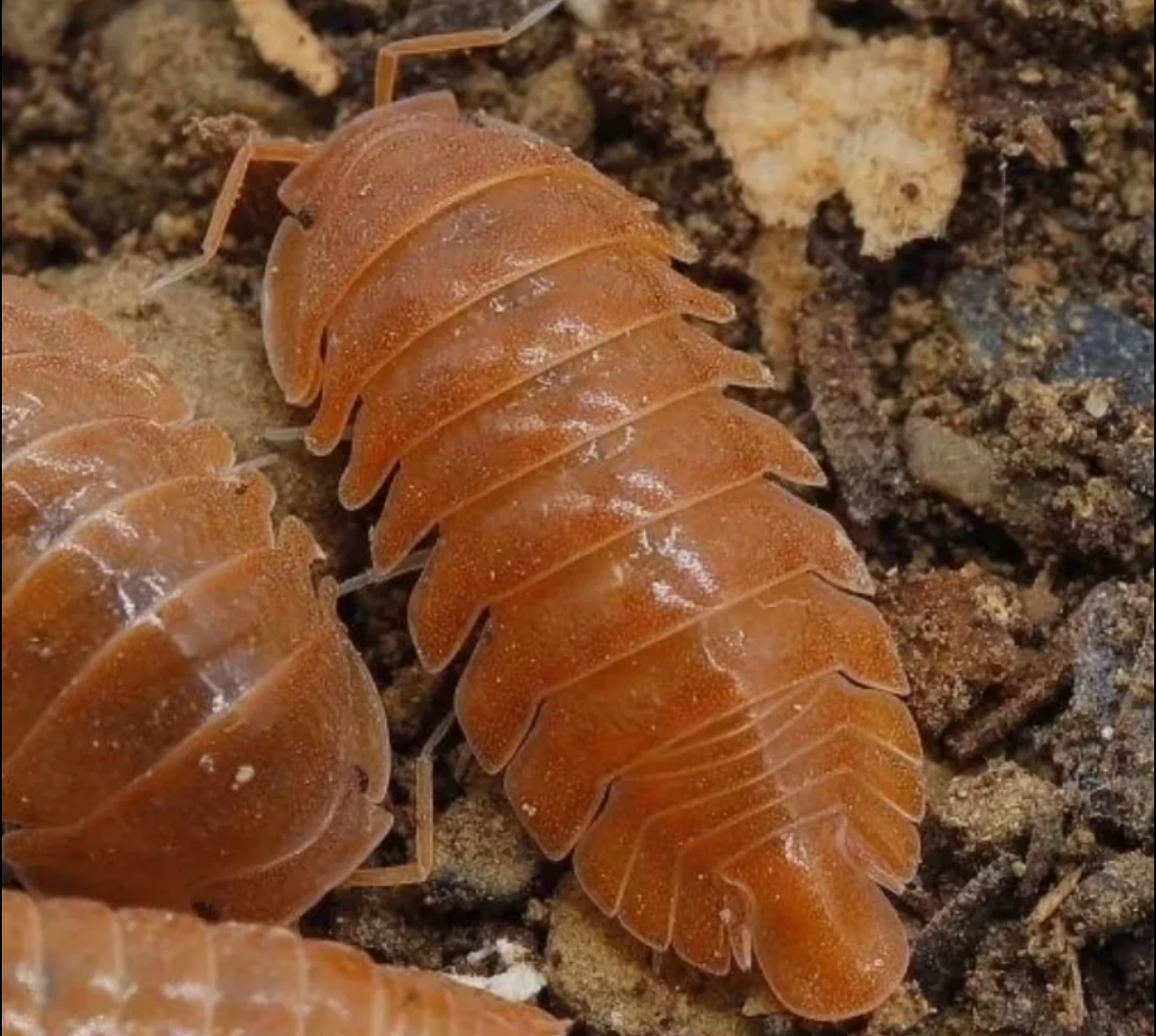 Armadillidae sp. “Orange Soda”
