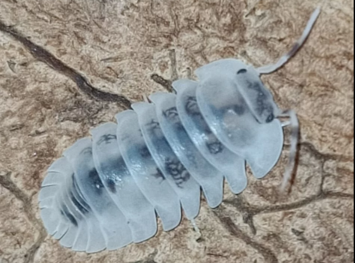 Nesodillo archangelii “Shiro Utsuri”