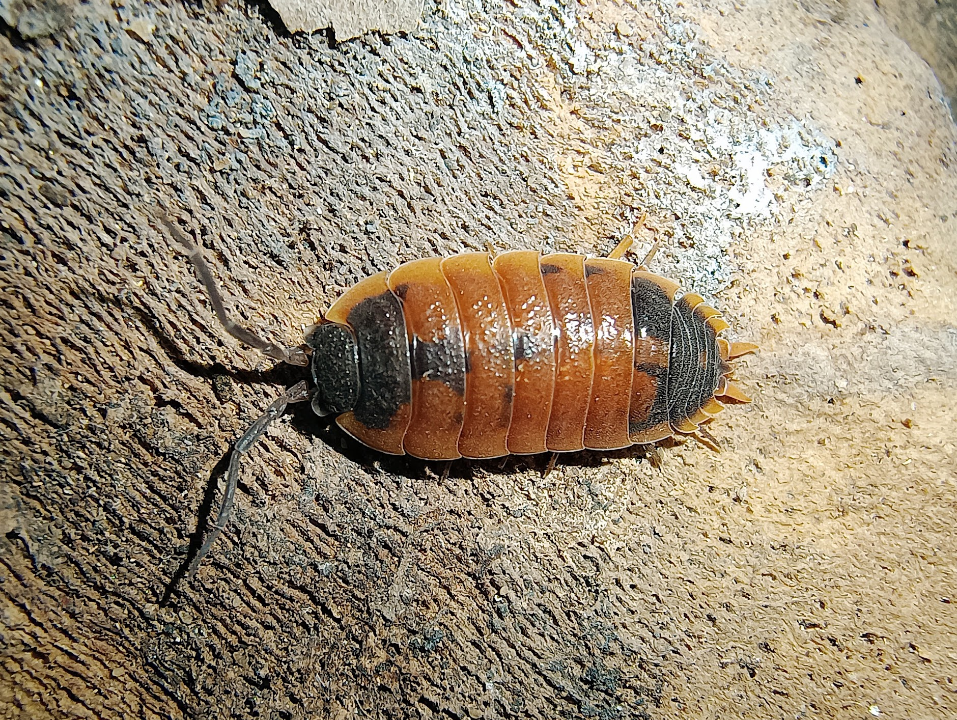 Porcellio alticola